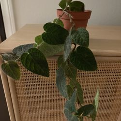 Shaggy Leaf Fig Plant