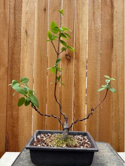 Dogwood bonsai tree