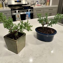 Juniper Bonsai Tree 