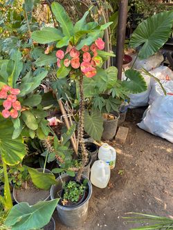 Crown of Thorns Plant in Pot