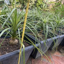 Beautiful Healthy Poni Tail Plants, I Have 12, 