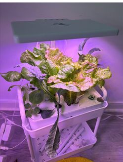 Full kit✨Indoor hydroponic systems - 2 set