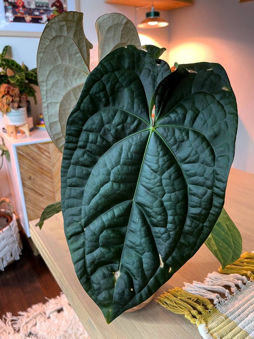 Anthurium ForgetiiXLuxurians 'David Portilla Dreams' for