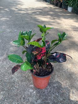 Special $10 items this week plants