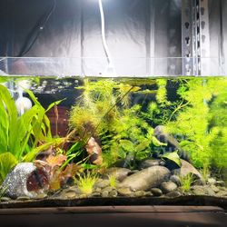 Aquarium/terrarium Midnight 