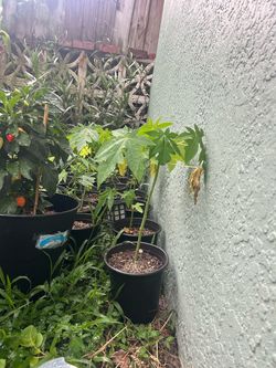 Papaya