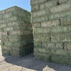 Alfalfa 