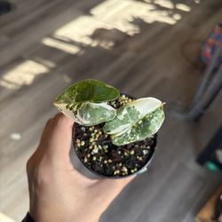 Variegated Albo Alocasia Frydek