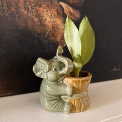 Live Moonshine Sansevieria Snake Plant With An Elephant Ceramic Pot (Please Read Full Description) 