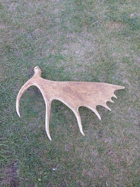 Antler