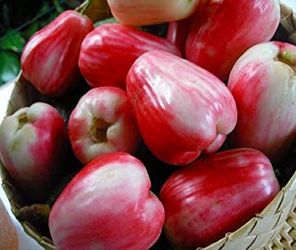 Malayan apple rose apple