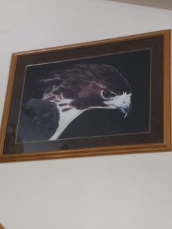 Vintage Falcon Print by Nolan Haan. Signed and numbered. 