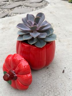 Many Succulents