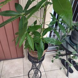 Money Tree Plant With Stand.