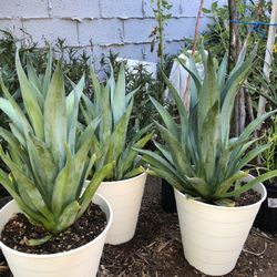Foxtail Agave Plants (Spineless Jade Agave Plant/agave desmetiana)
