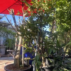 Plant For Sale