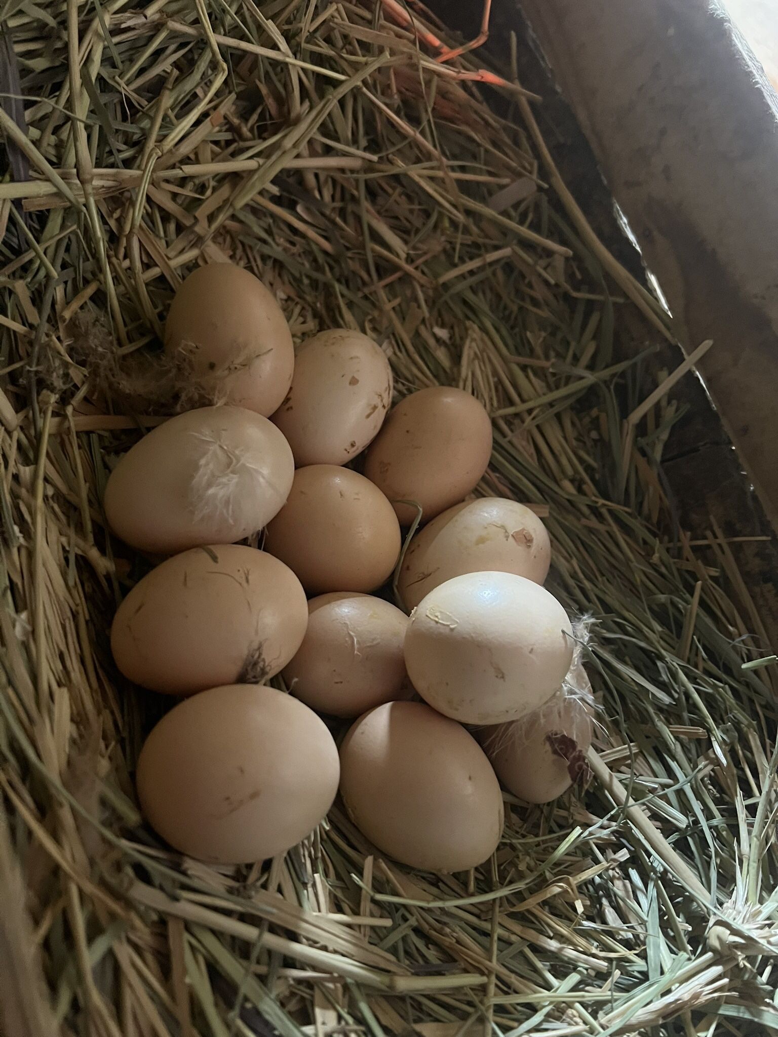 Nuevos Frescos Y Fértiles