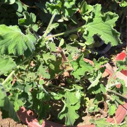Geraniums In Pot Decorative Green Plant Easy To Care For Pink Flowers 