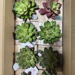 Plants Plants Plants 