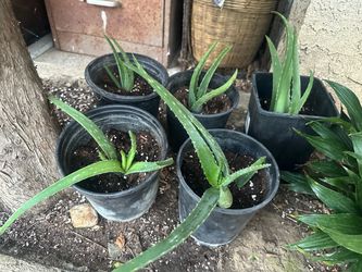 Aloe  ( Sabilas tiernitas?