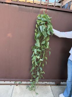 6” cebu blue pothos