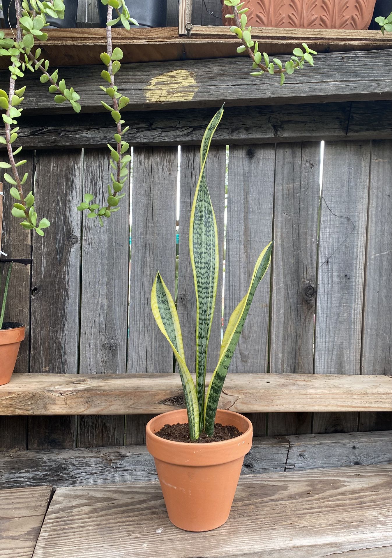 Small Mother-in-Law or Snake Plant 