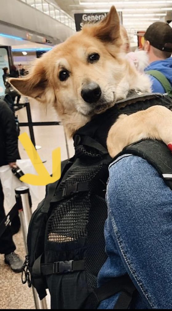 K9 Sports Dog Carrier Backpack