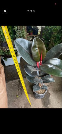 ~32-33” (top of plant to bottom of pot) big leaf burgundy rubber plant; cement pot not included