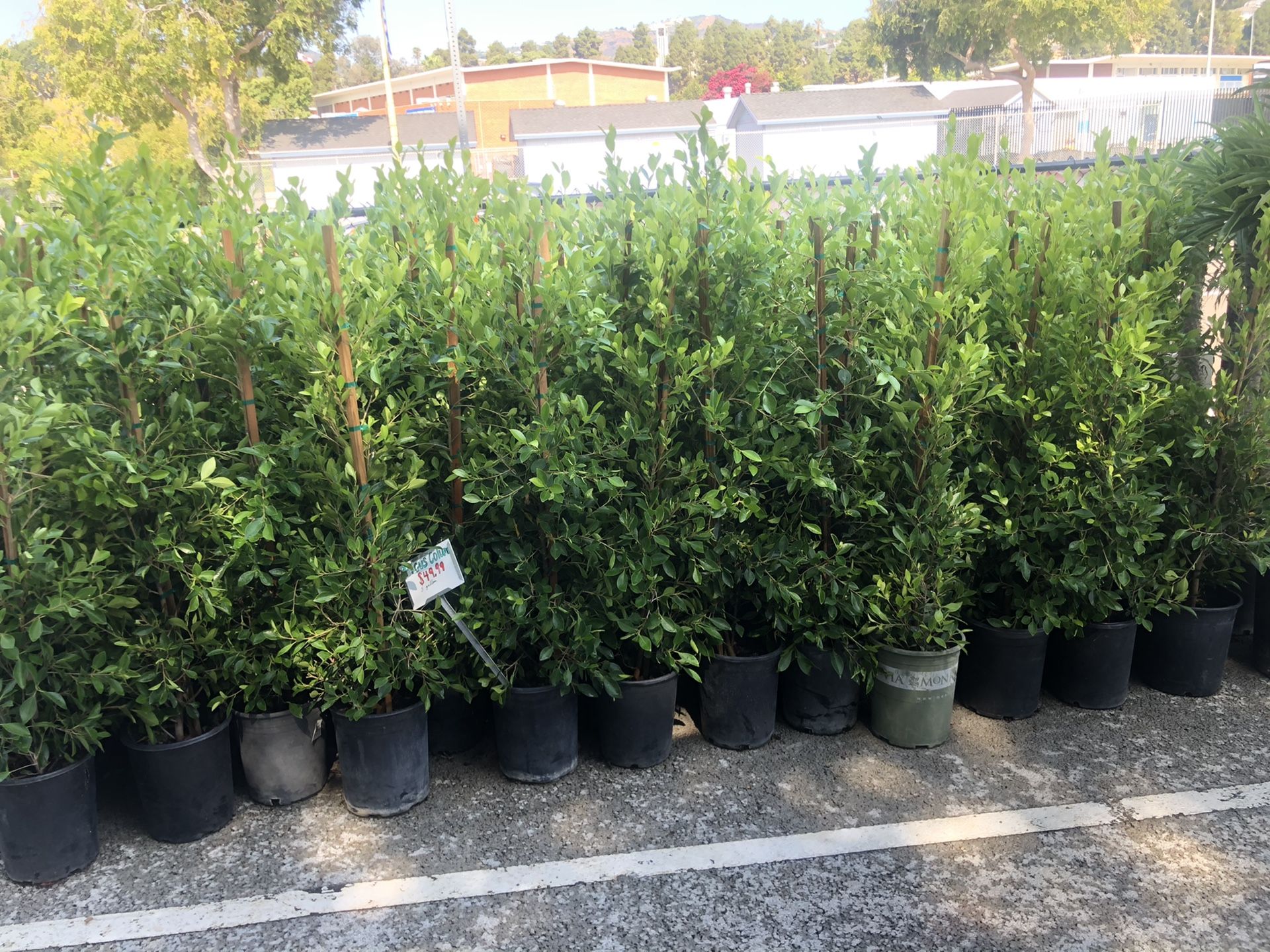 Ficus trees privacy hedge for Sale in Los Angeles, CA - OfferUp