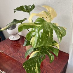 Monstera Thai Constellation 
