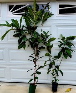 FREE Plants / 2 Loquat trees