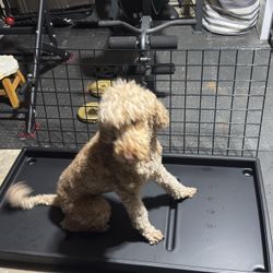 Patio pet. No yard, BRAND NEW. No problem! I Own Several And they are amazing!! Works perfect for decks, Garages And all other smaller areas. 