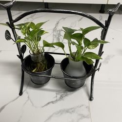 2 Pothos Plants In Planter