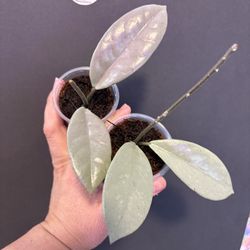 Wilbur Graves ( silver) 