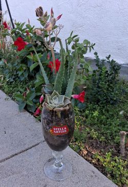 Aloe vera plant