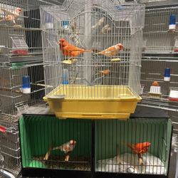 Bird Cage 