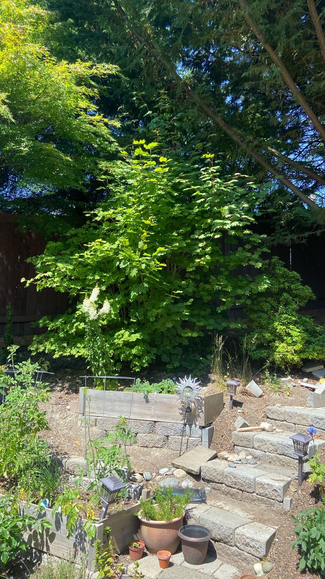 Free Pretty Vine Maple Tree 8’x10”