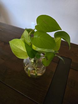 Pothos Plant Cuttings neon pothos