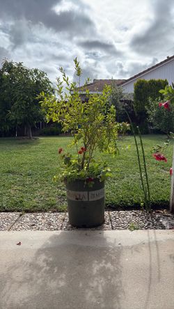 Árbol de granada con planta de geranio