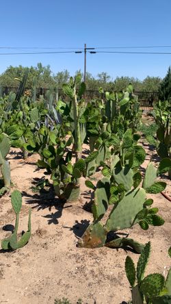 Passifloras