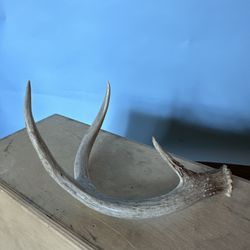 Antler