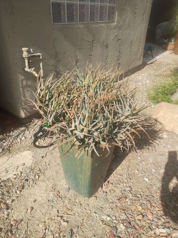 Flower Pot