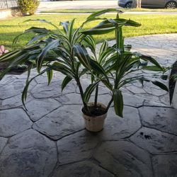 Beautiful Plant