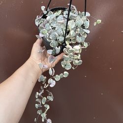 6” Variegated String Of Hearts 