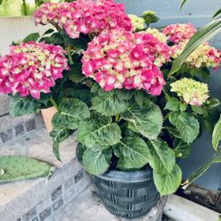 Hydrangeas/ Hortencias 