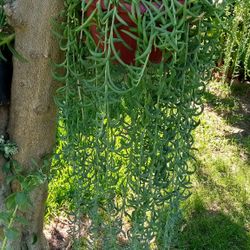 planta de ancla mide 50 pulgadas