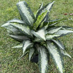 DIEFFENBACHIA PLANT ( Indoor/ Outdoor Decor)