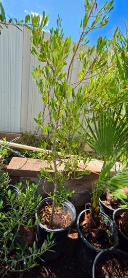 Hopseed bush