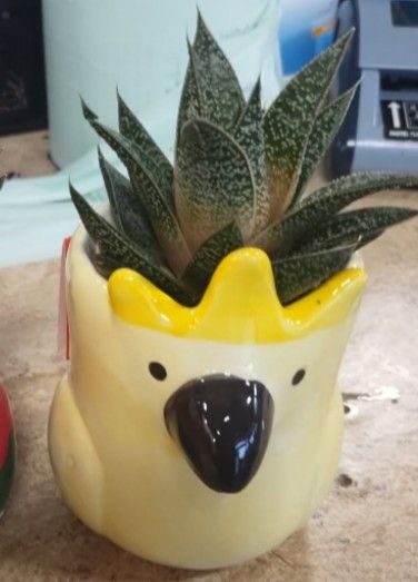 Succulent Pot