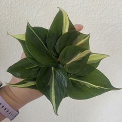 Philodendron Silver Stripe Plant Cuttings